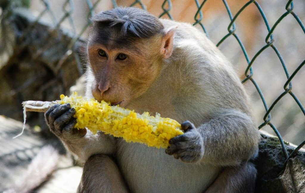 A monkey sits against a chain-link fence, holding a bright yellow cob of corn with both hands as it takes a bite.