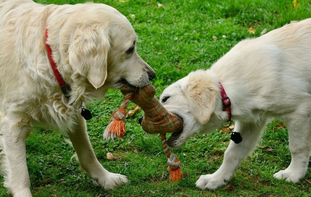 Two golden retrievers, one adult and one puppy, playfully tug on a rope toy shaped like a bone while standing on a grassy lawn.