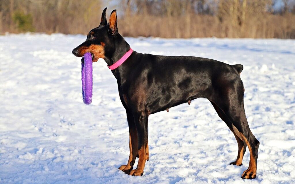 A sleek black Doberman with tan markings stands in a snowy landscape, holding a vibrant purple ring toy in its mouth, wearing a bright pink collar.