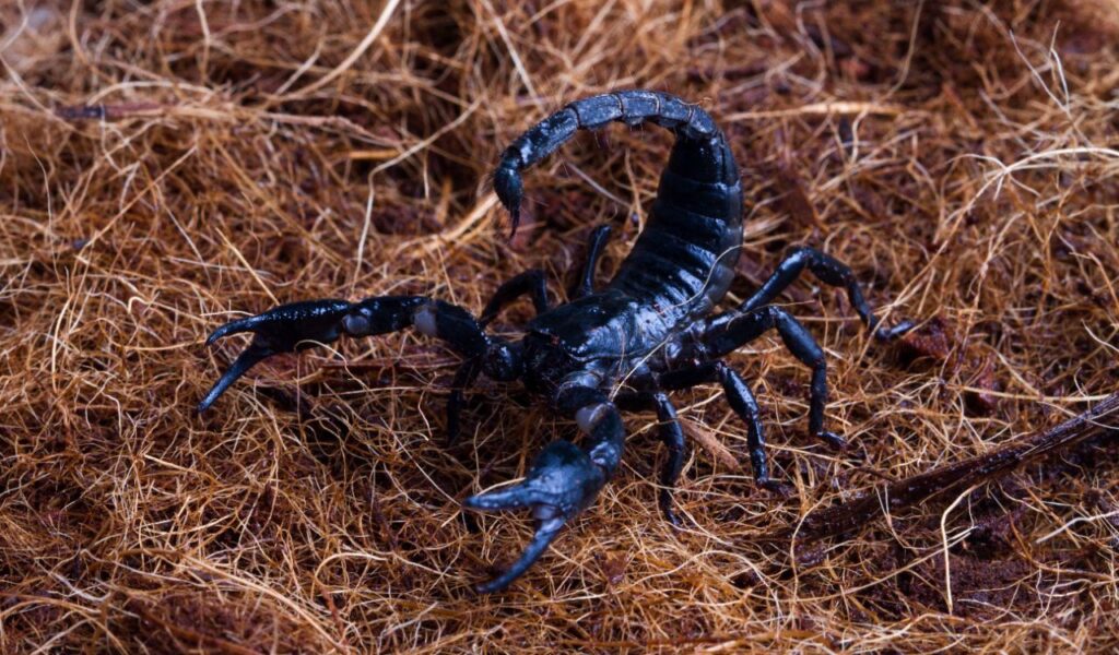 Black scorpion on a bed of dry, fibrous material.
