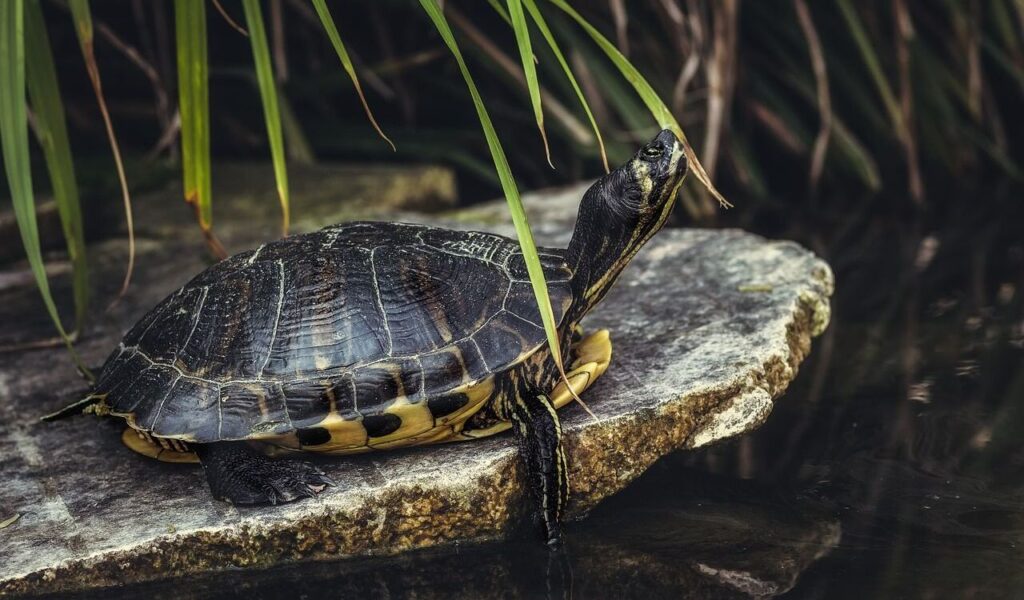 Turtle with a dark shell perched on a rock near water, reaching for green grass blades.