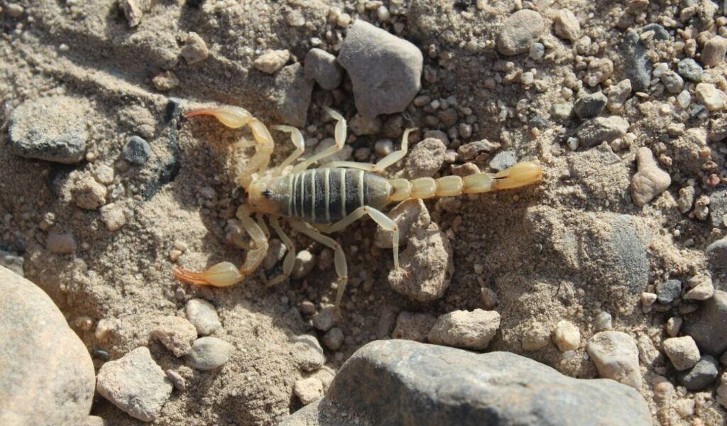 Light-colored scorpion on rocky, sandy terrain.