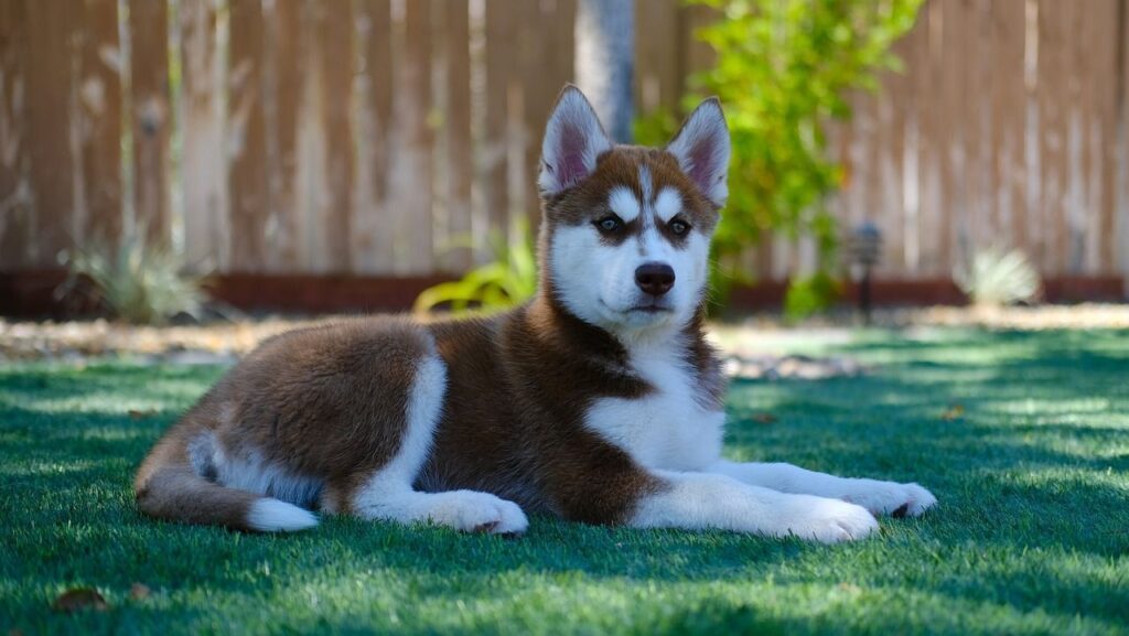 A young brown and white Husky puppy lying on green grass in a backyard with a wooden fence and lush plants in the background, gazing attentively forward.
