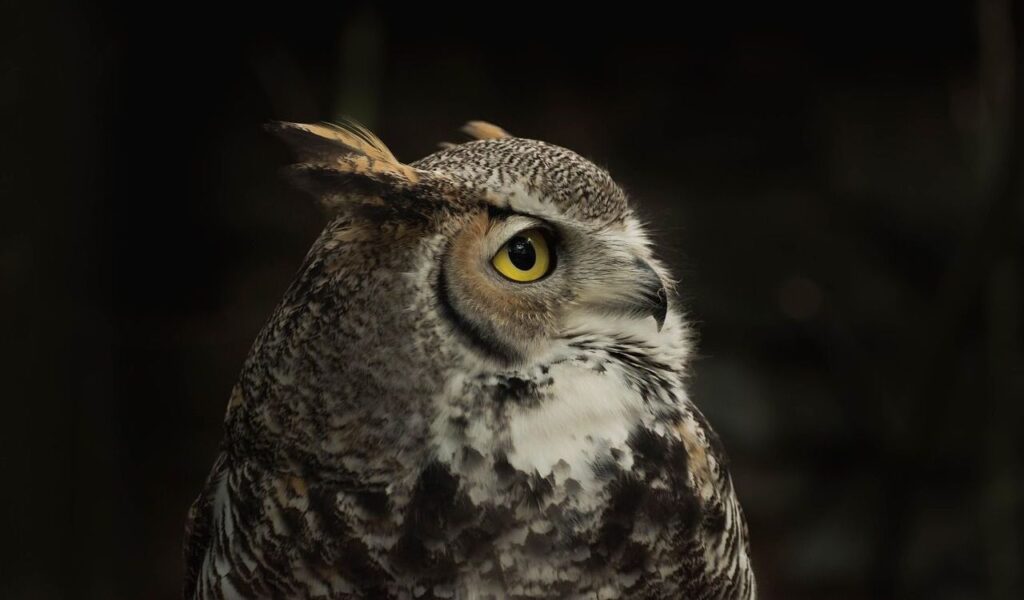 A close-up profile of a great horned owl with striking yellow eyes and intricate brown, white, and black feather patterns. Its distinctive feather tufts stand out against a dark, blurred background, giving the image a mysterious and majestic feel.