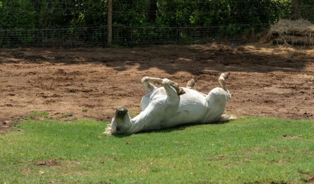 A white horse playfully rolling on its back on green grass in a fenced pasture, enjoying a sunny day.