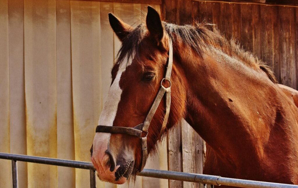 A brown horse with a white blaze on its face, standing in a stable and wearing a halter, with a wooden and beige background.