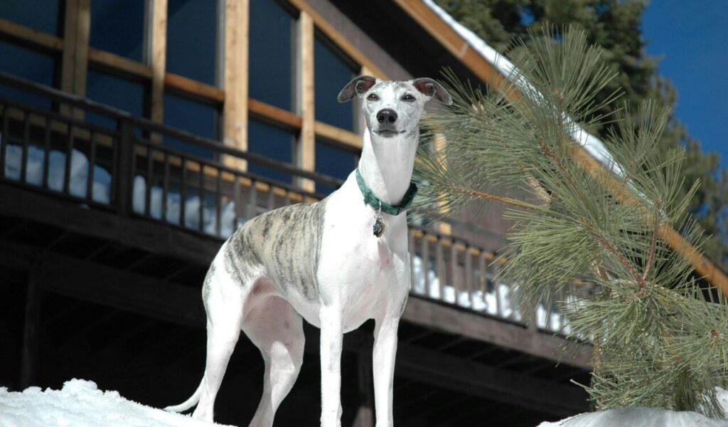 A sleek white and brindle dog with a green collar stands confidently on a snowy slope, with a pine tree branch to the side. The background showcases a rustic wooden building with large glass windows reflecting clear blue skies.