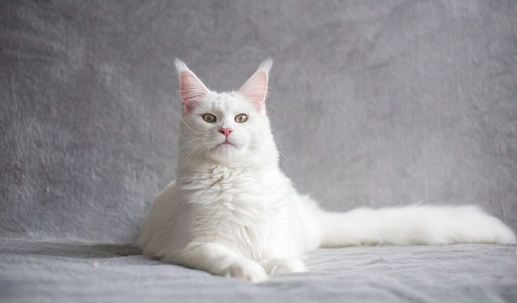White Maine Coon cat sitting on a gray surface.