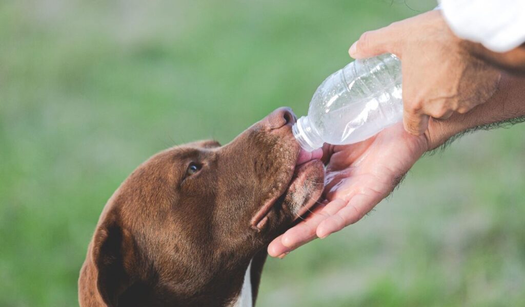 Brown dog drinking water from a bottle held by a person.