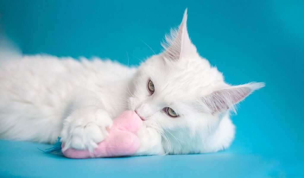 White cat playing with a pink toy against a blue background.