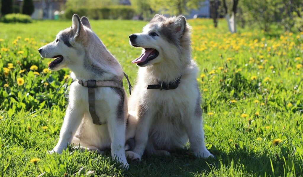 Two Siberian Huskies sitting in a sunny field.
