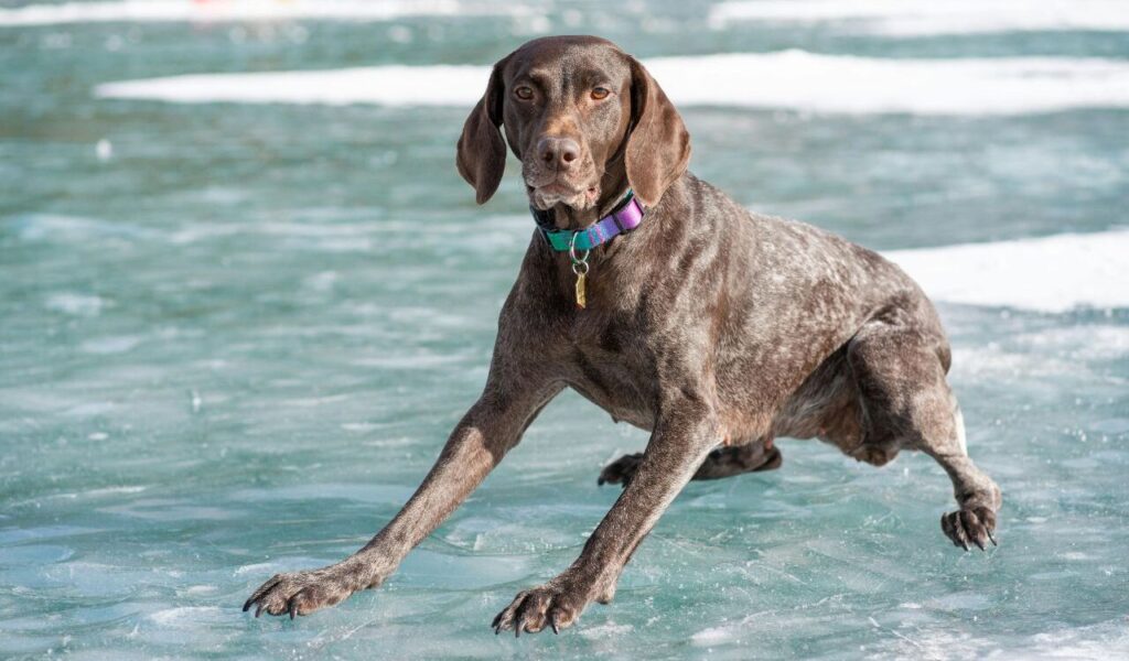 A German Shorthaired Pointer running across a frozen, icy surface wearing a colorful collar.
