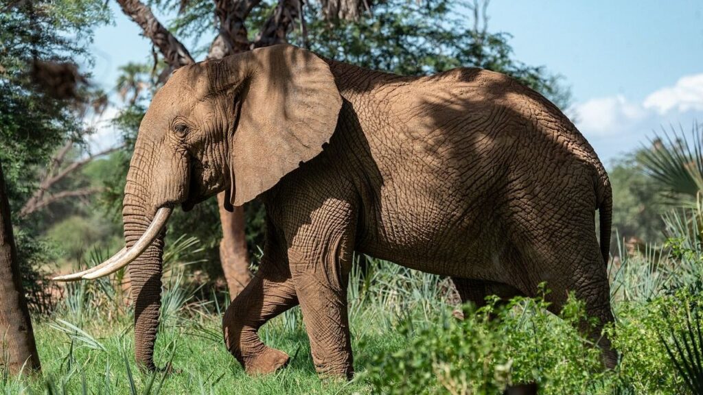 A large African elephant with long tusks walking gracefully amidst lush greenery and trees in a sunlit savanna.