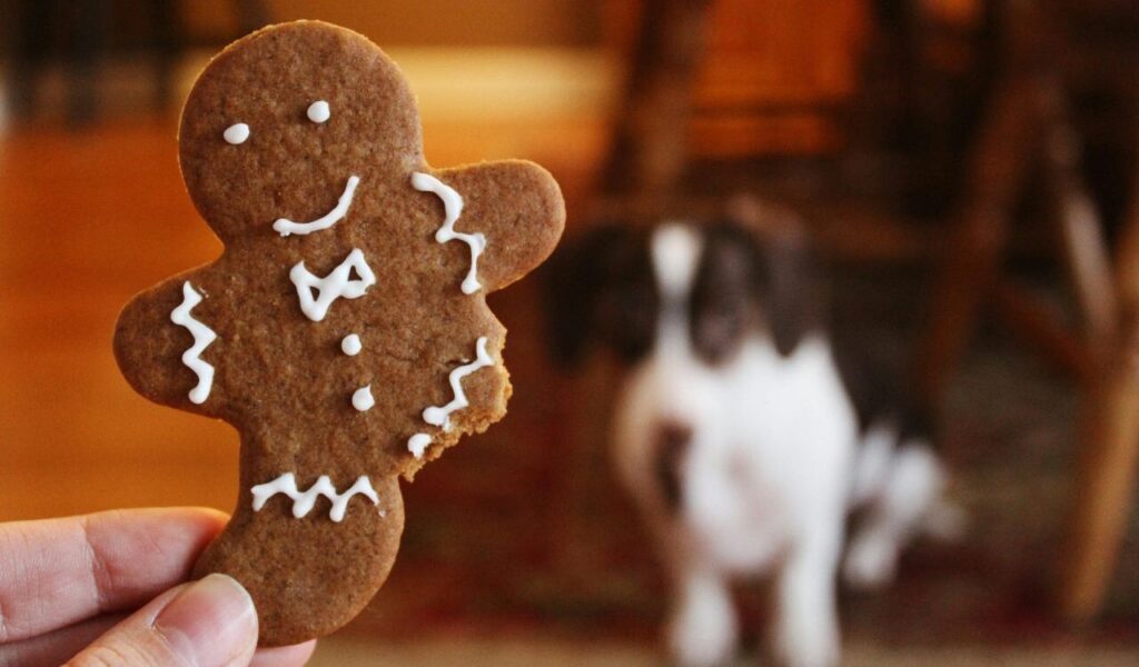A hand holding a xylitol based cookie with a dog sitting in the blurred background.