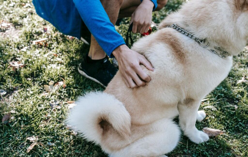 Person petting an Akita dog with a fluffy tail outdoors.