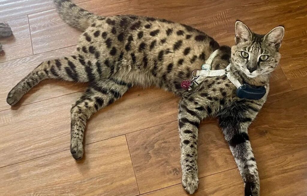 Spotted cat lounging on a wooden floor.