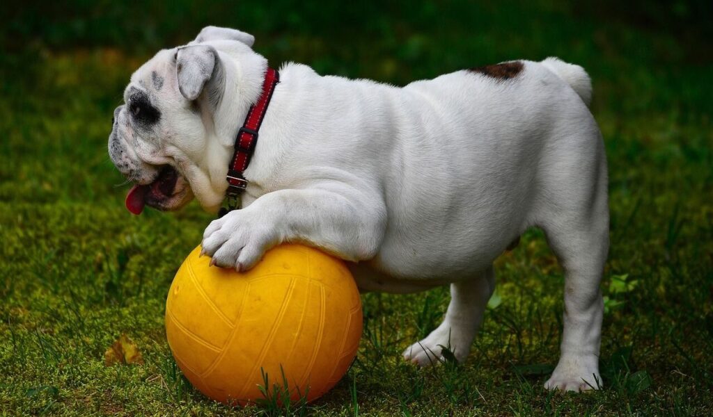 bulldog playing with a yellow ball on grass