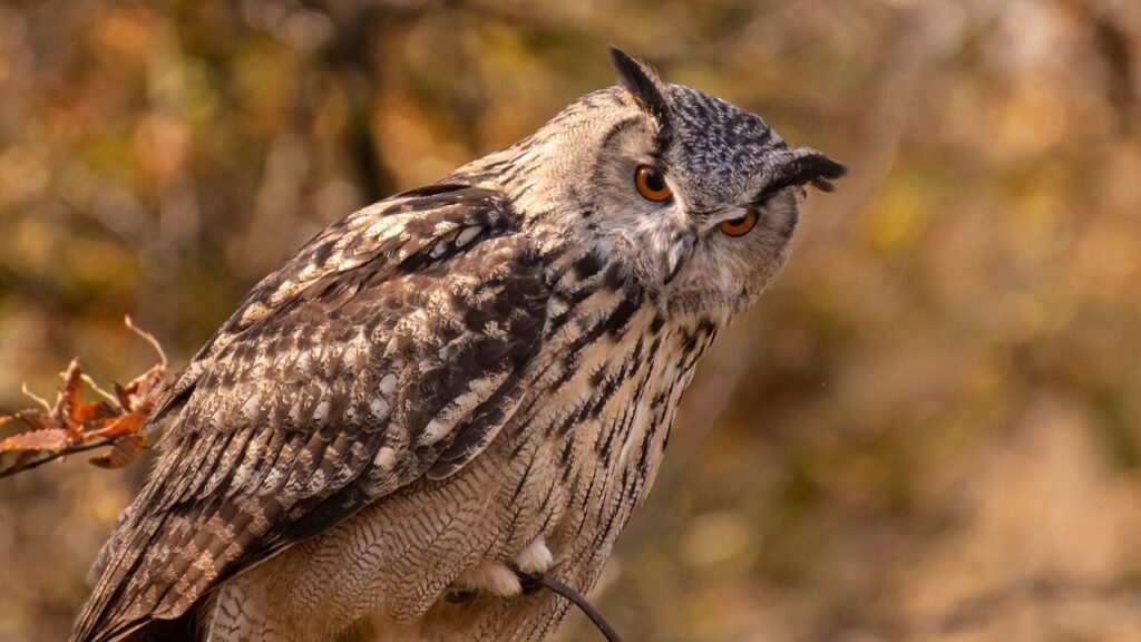 A Eurasian Eagle Owl perched amidst an autumnal backdrop, its vivid orange eyes and patterned feathers standing out against the warm, golden tones of the scene.