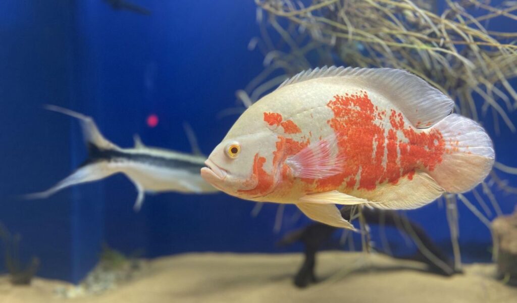 White and red Oscar fish in an aquarium.