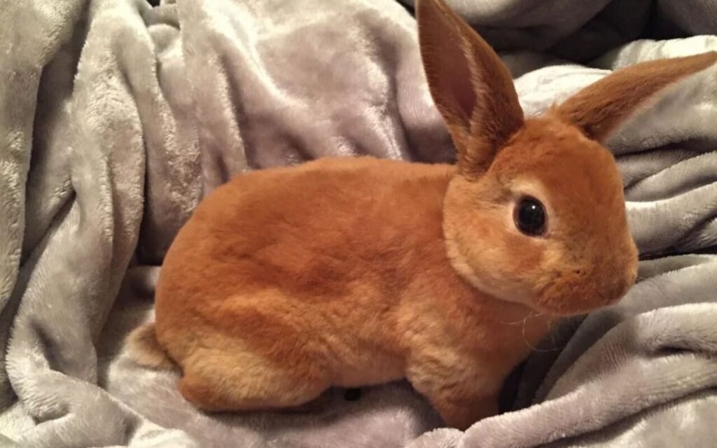 Mini Rex rabbit