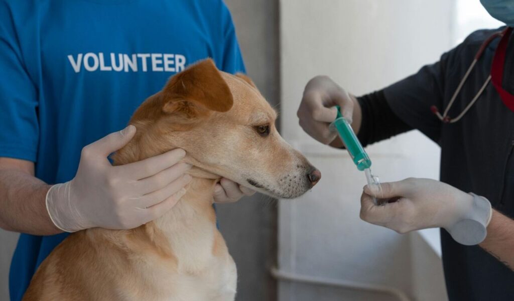 Volunteer and a vet administering a vaccine to a dog.