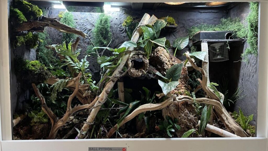 A meticulously designed terrarium labeled for a ball python, featuring a dense jungle aesthetic. It includes twisted driftwood, moss-covered rocks, vibrant green plants, and textured bark providing climbing and hiding spots. The background mimics a natural rocky terrain with patches of moss, while overhead lighting highlights the lush greenery and intricate details of the habitat.