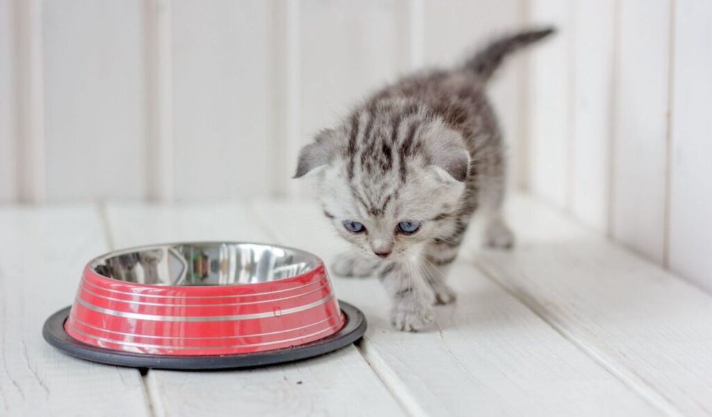 A small gray tabby kitten with blue eyes cautiously approaching a red and silver metal food bowl. The kitten is walking on a white wooden floor with a paneled wall in the background.
