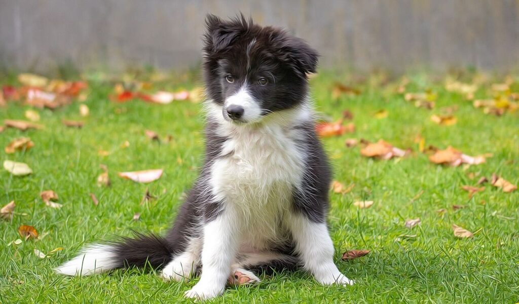 A fluffy black and white Border Collie puppy sitting attentively on a green lawn scattered with autumn leaves, with a neutral gray wall in the background.