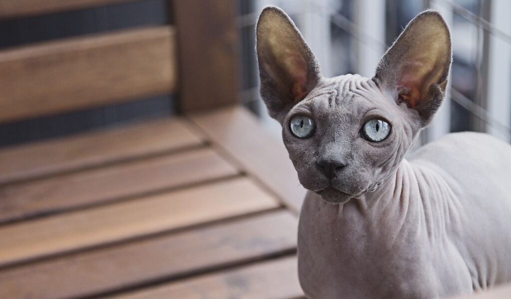 A striking Sphynx cat with a hairless, smooth grey coat and piercing blue eyes sitting on a wooden bench. The cat's prominent ears and wrinkled skin add to its unique and captivating appearance. The background features a balcony railing, suggesting an outdoor setting.