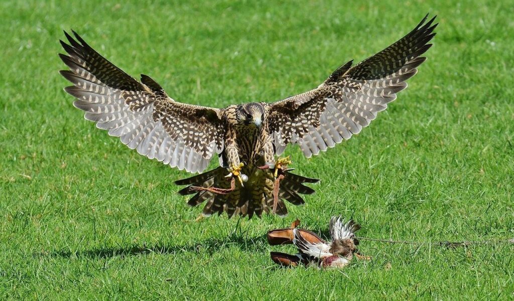 falcon landing on prey