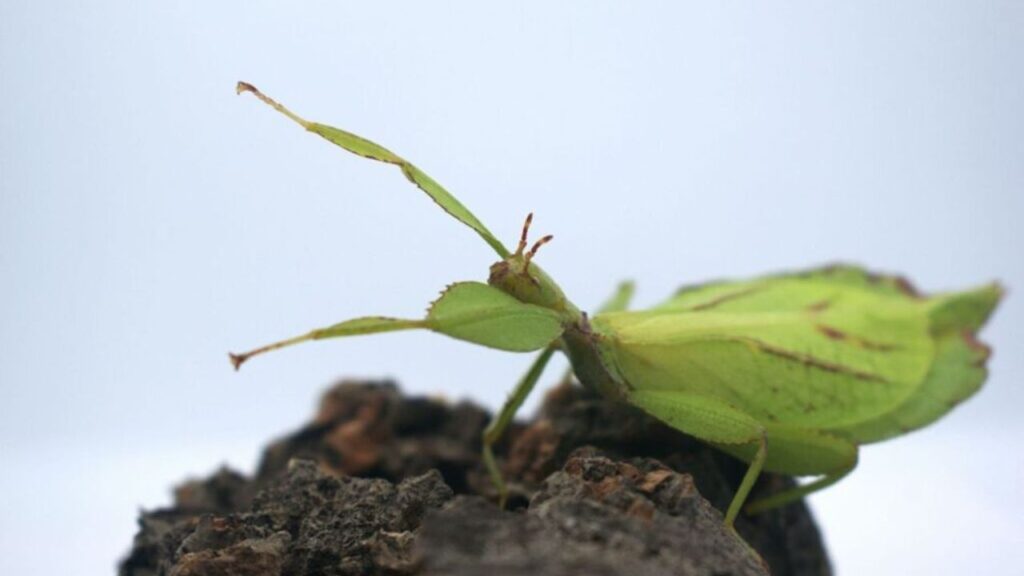 Leaf Insects