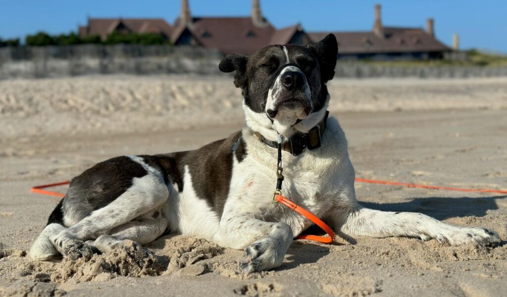 muted Akita mix resting on the beach
