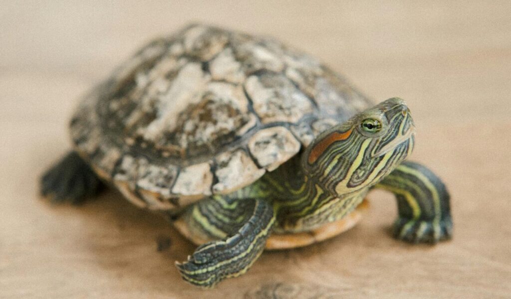 Red-eared slider turtle with detailed shell patterns.