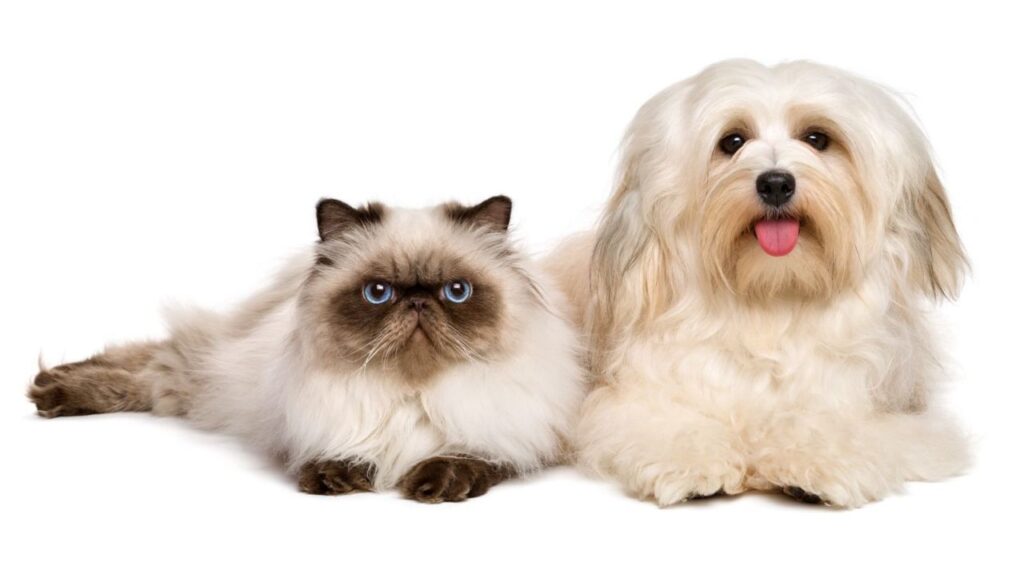 havanese dog and cat lying down
