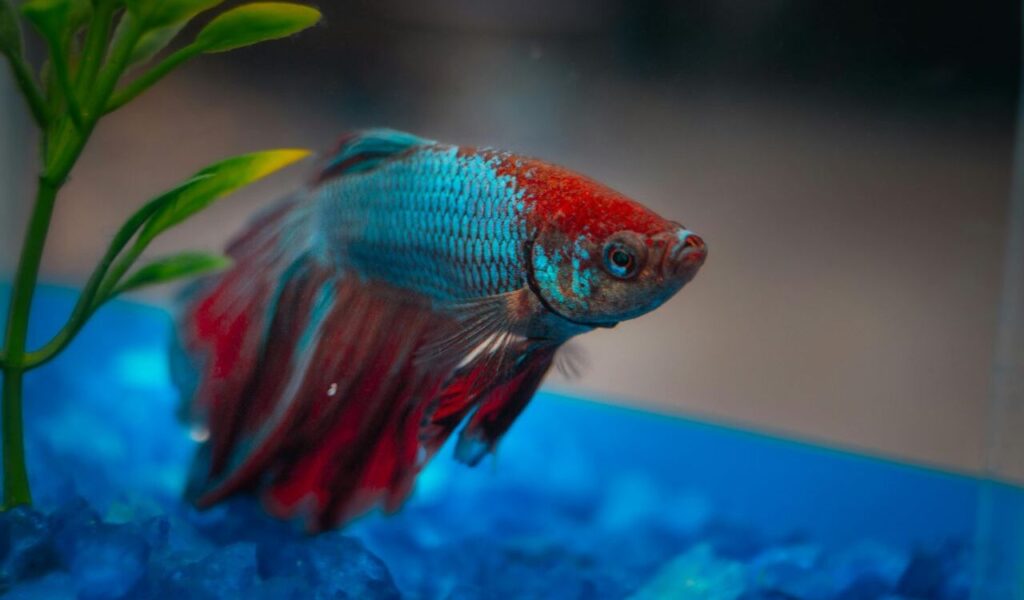 colorful betta fish in an aquarium
