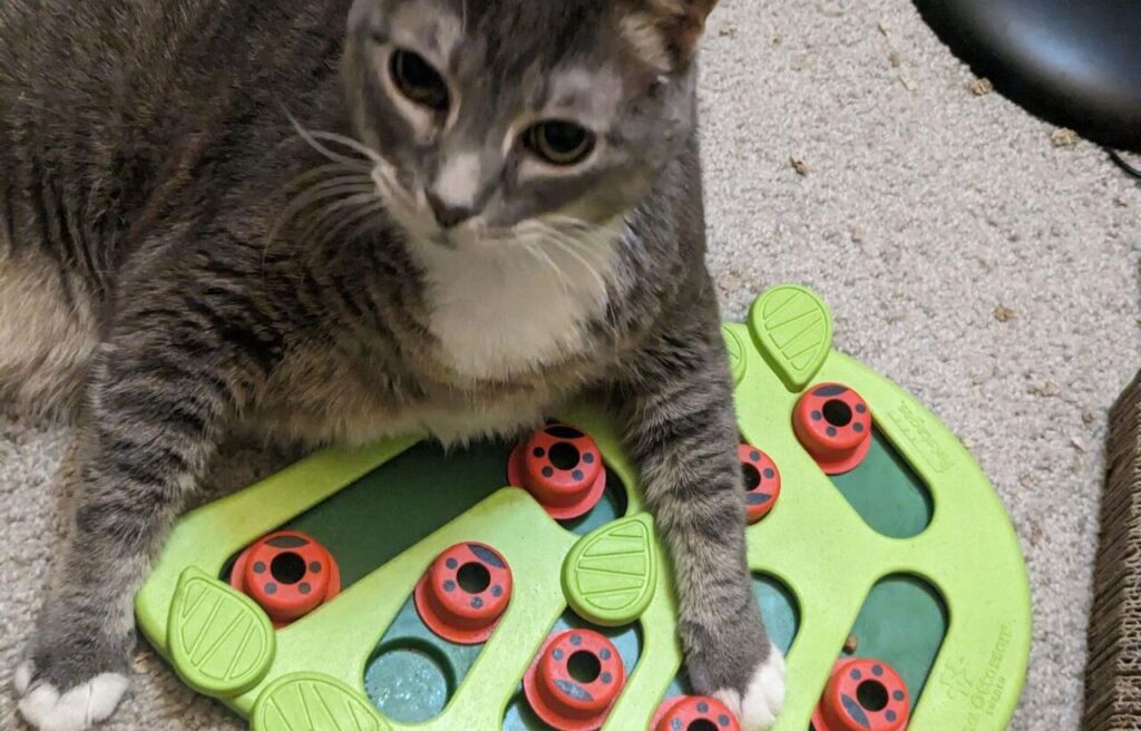 gray cat playing with a puzzle feeder