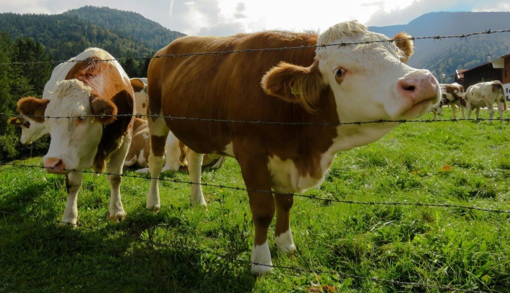 Cow standing near a barbed wire fence