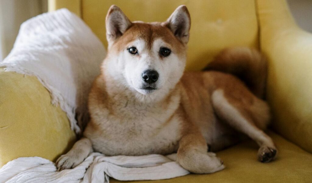 Shiba Inu dog resting on a yellow armchair.