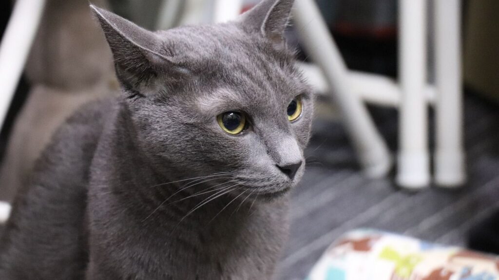 Gray Russian Blue cat with yellow eyes.