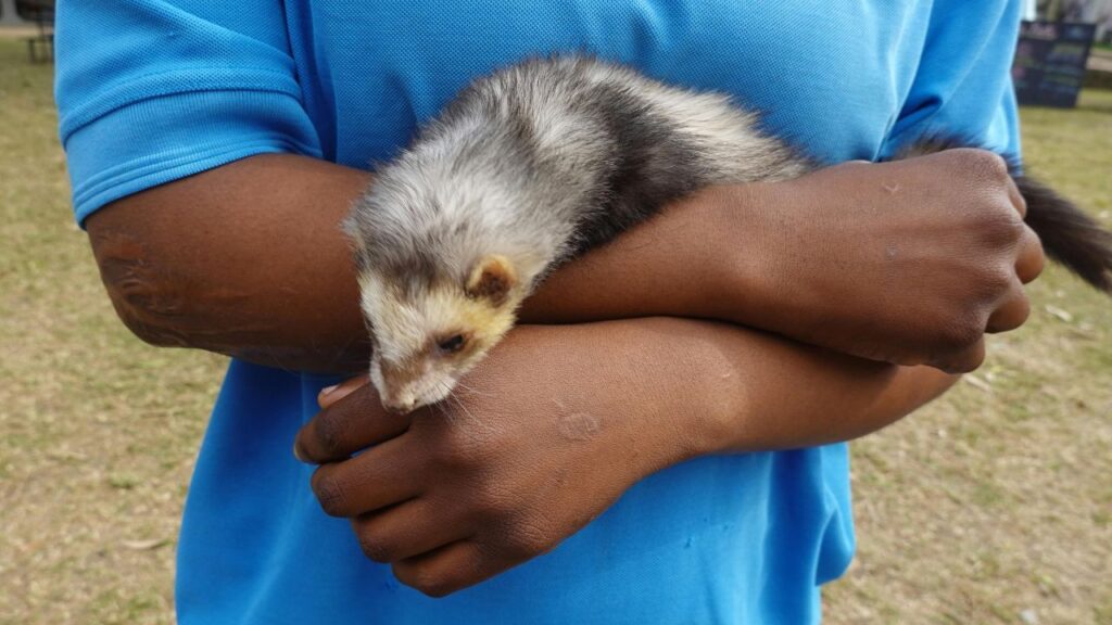 A dark brown ferret with lighter facial markings being gently held by a person wearing a bright blue shirt, standing outdoors on a grassy surface.