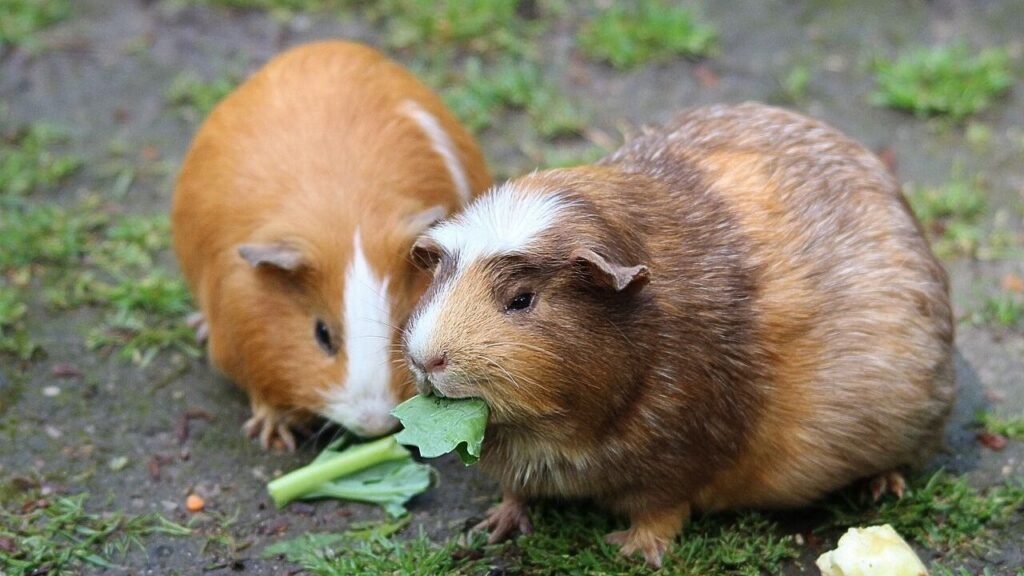 Two guinea pigs sitting on the ground, with the one in the foreground eating a piece of leafy green vegetable, while the other, a solid light brown guinea pig, looks on.