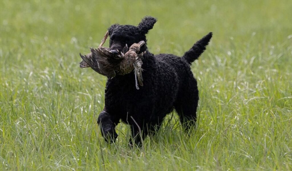 Curly-Coated Retriever carrying a bird.
