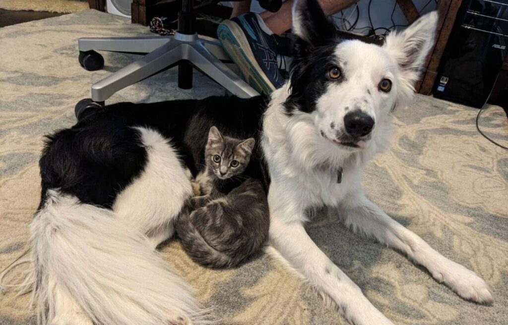  Border Collie and a kitten resting together.