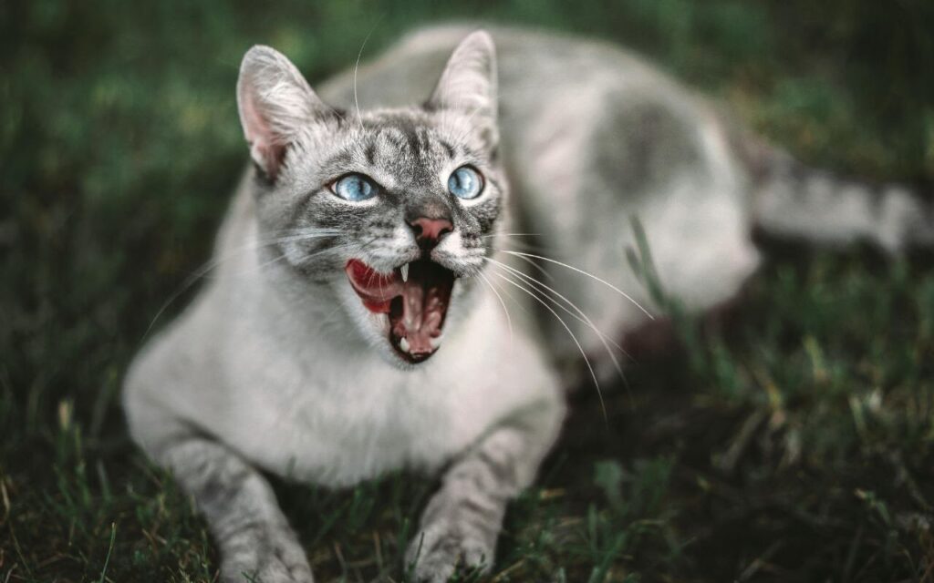 Cat growling or meowing.