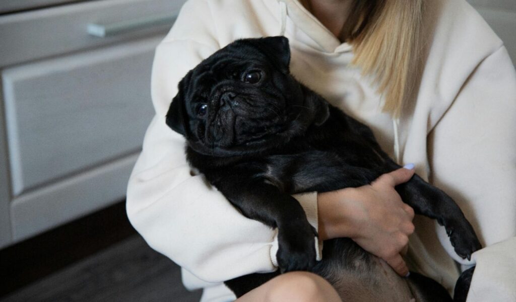 Person holding a black pug.