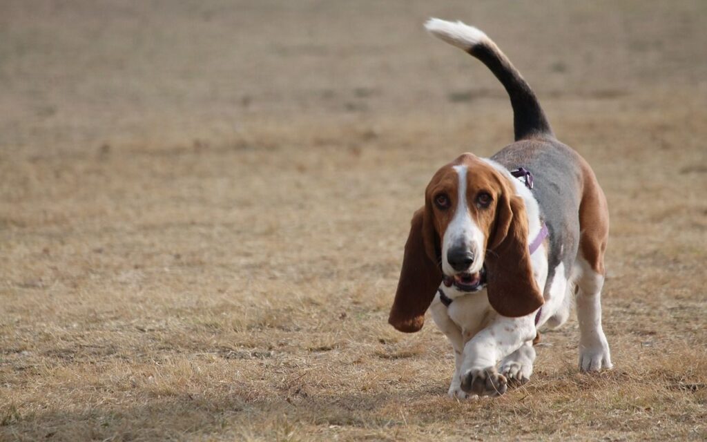 Basset Hound breed walking on a grassy field.