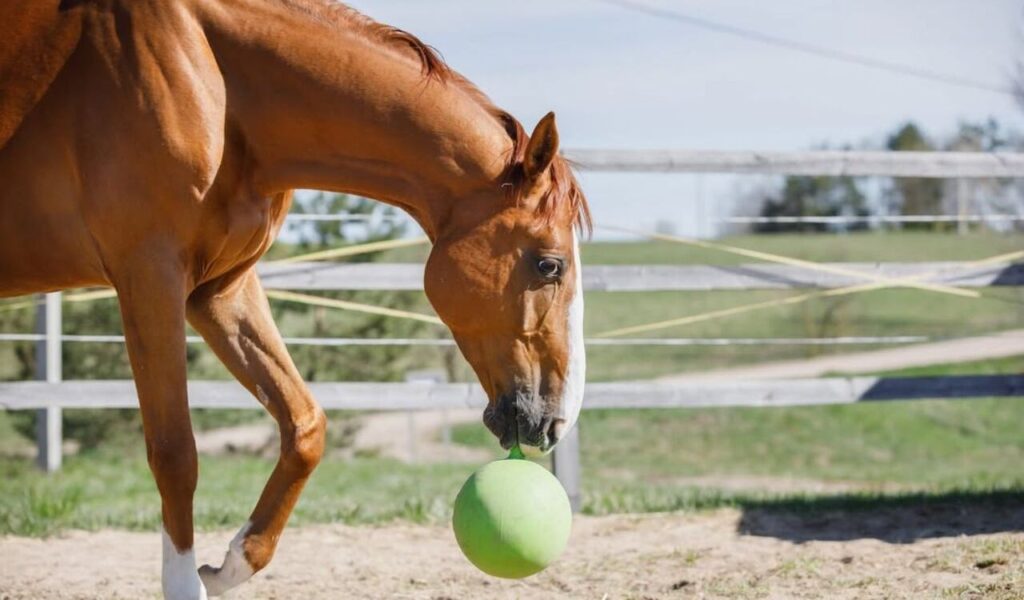 Horse playing with a green ball in a field.