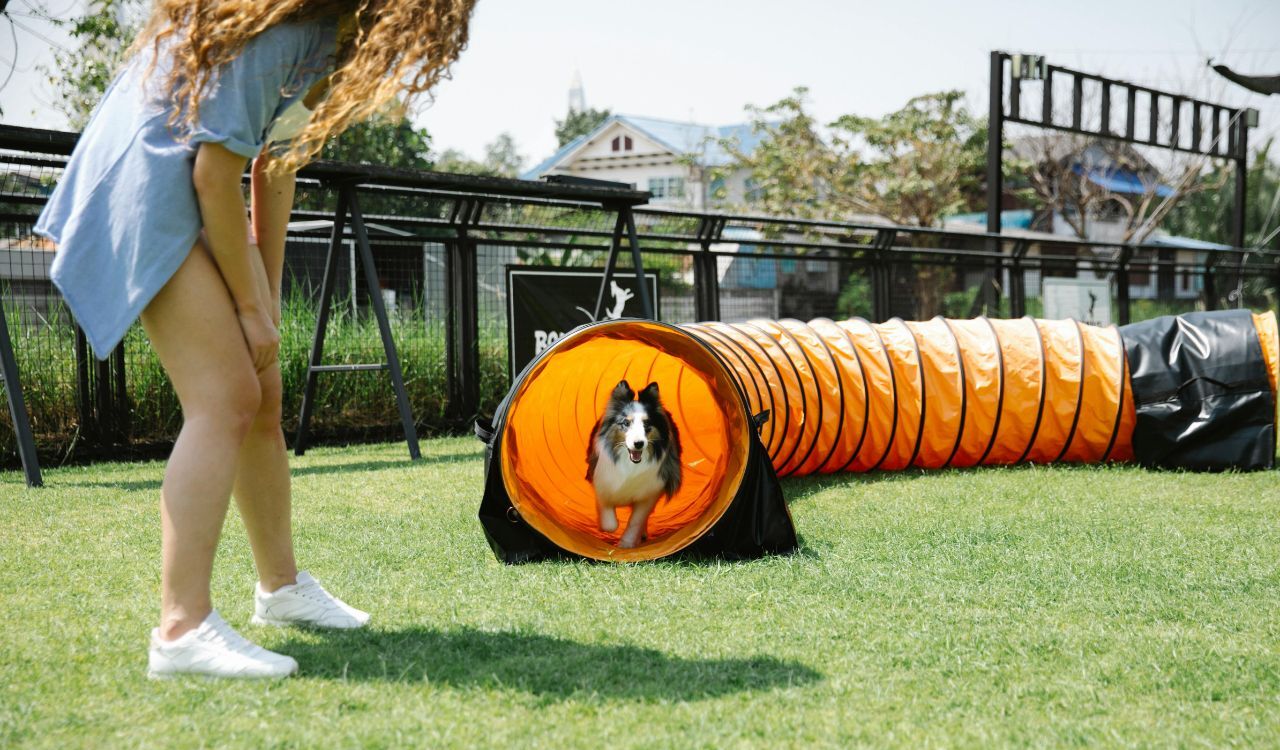 Shetland Sheepdog running through an agility tunnel with its owner.