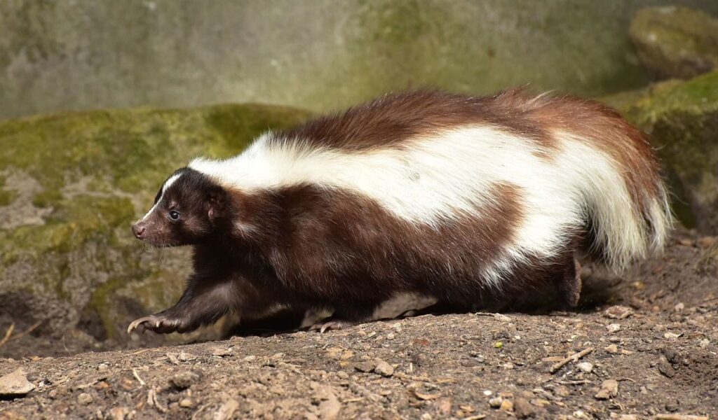 skunk walking on dirt ground
