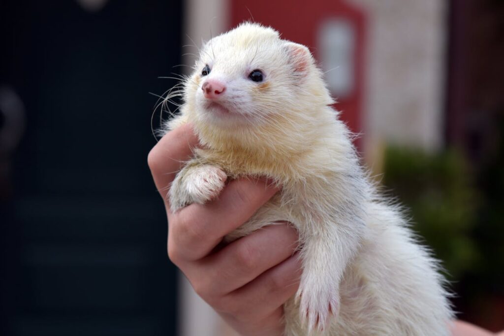 Friendly Ferret